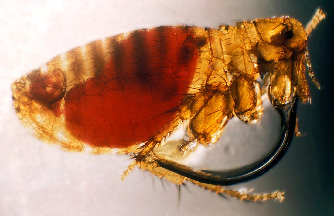 Plague infected flea