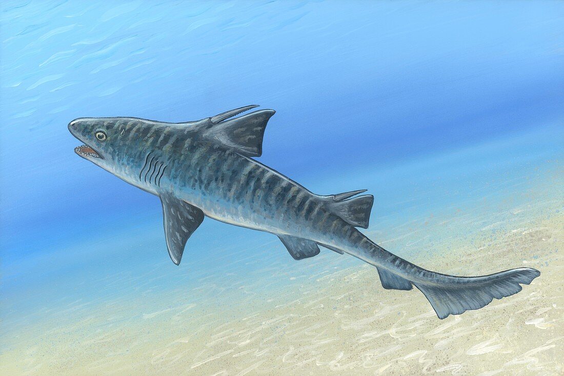 Hybodus shark,artwork