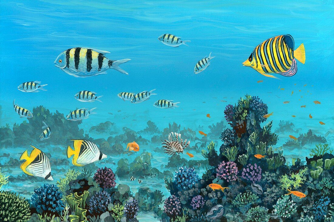 Red Sea reef fish,artwork