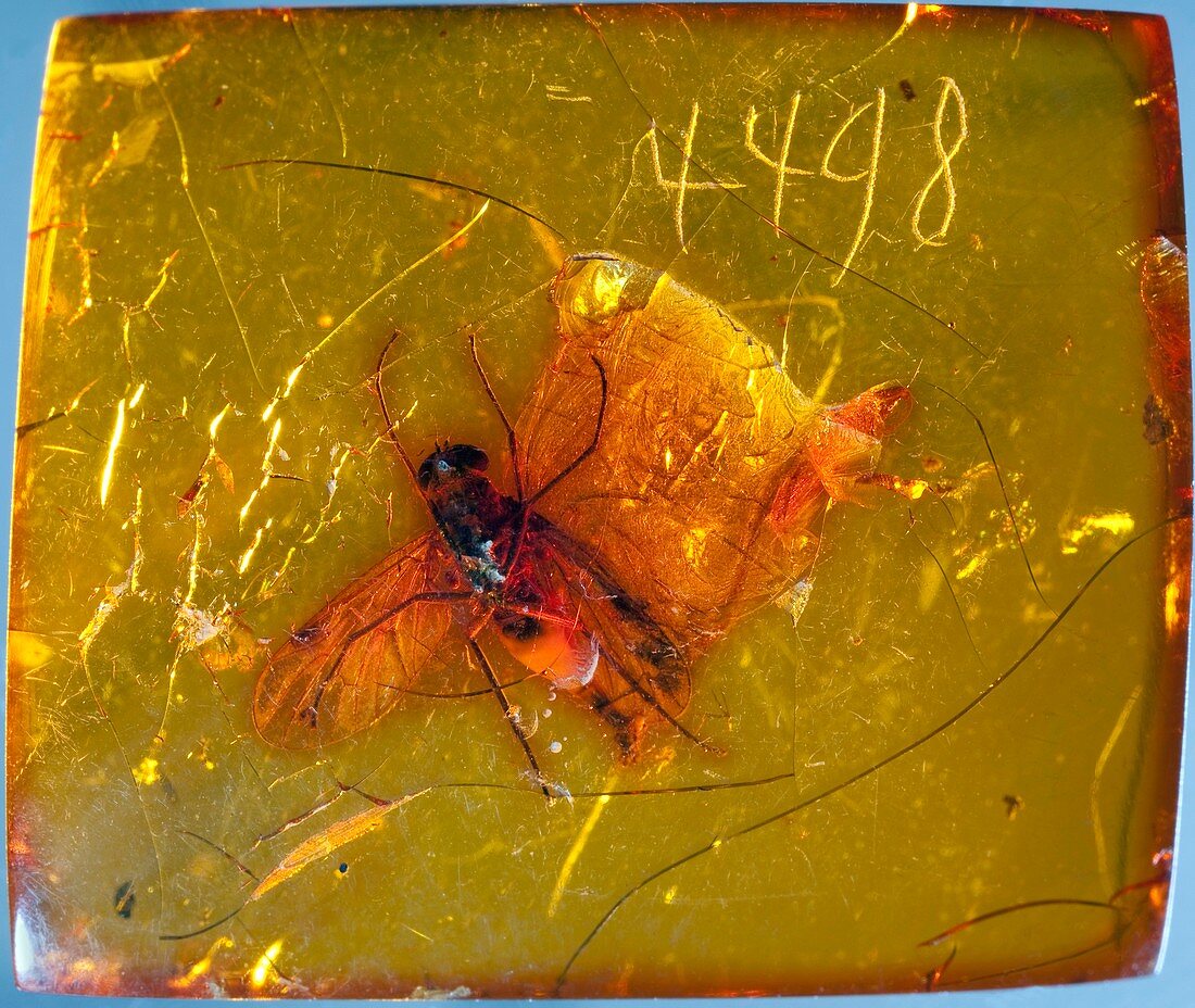 Fly fossil in amber
