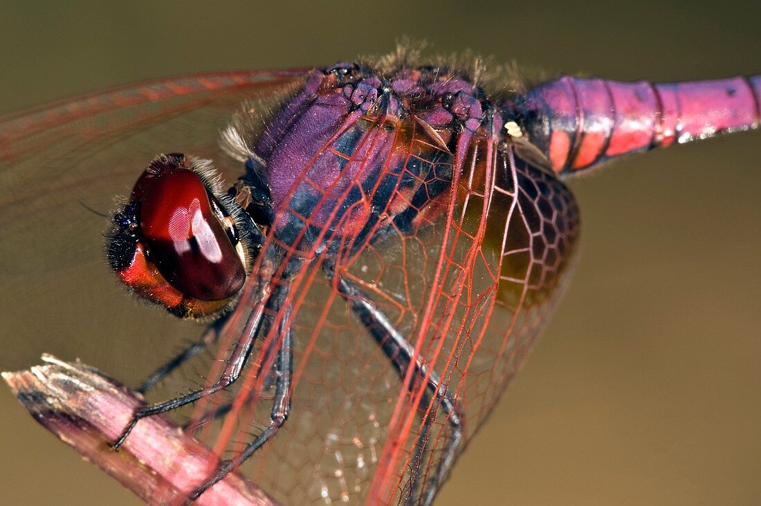 Ruddy darter dragonfly