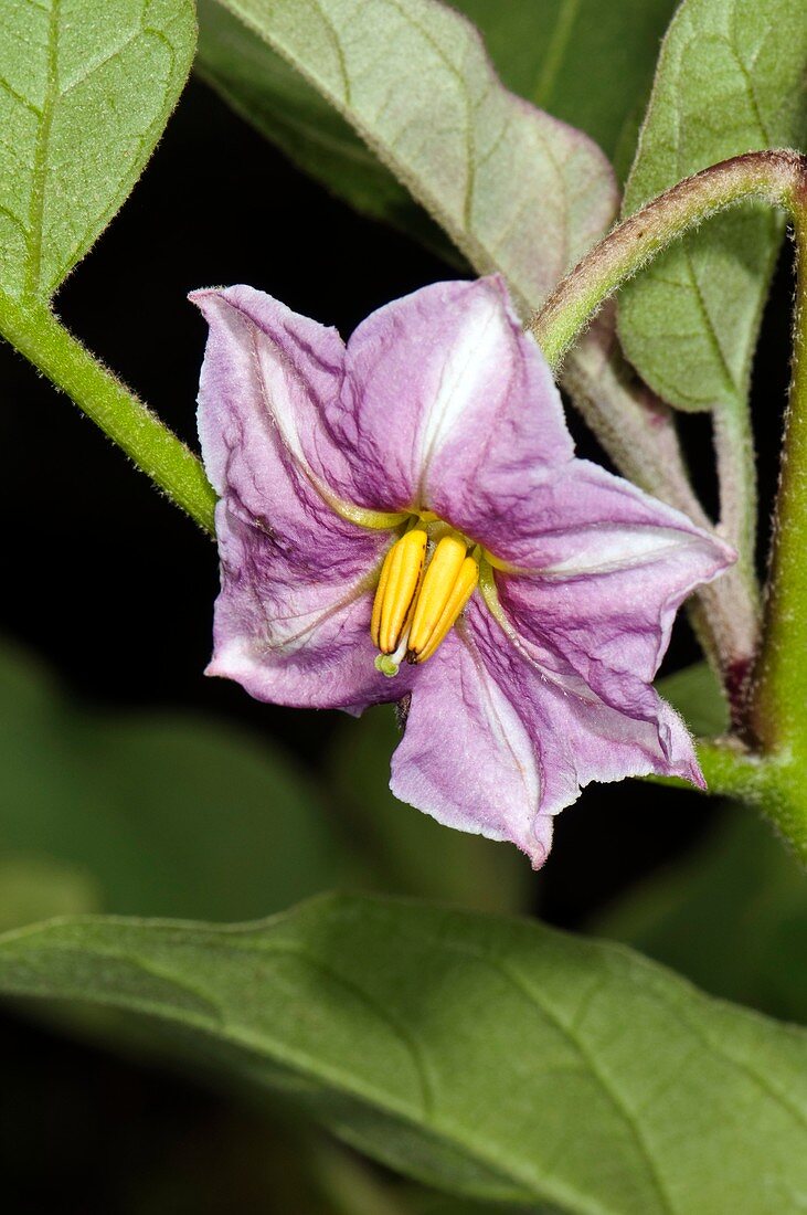 Aubergine (Solanum melongena) flower