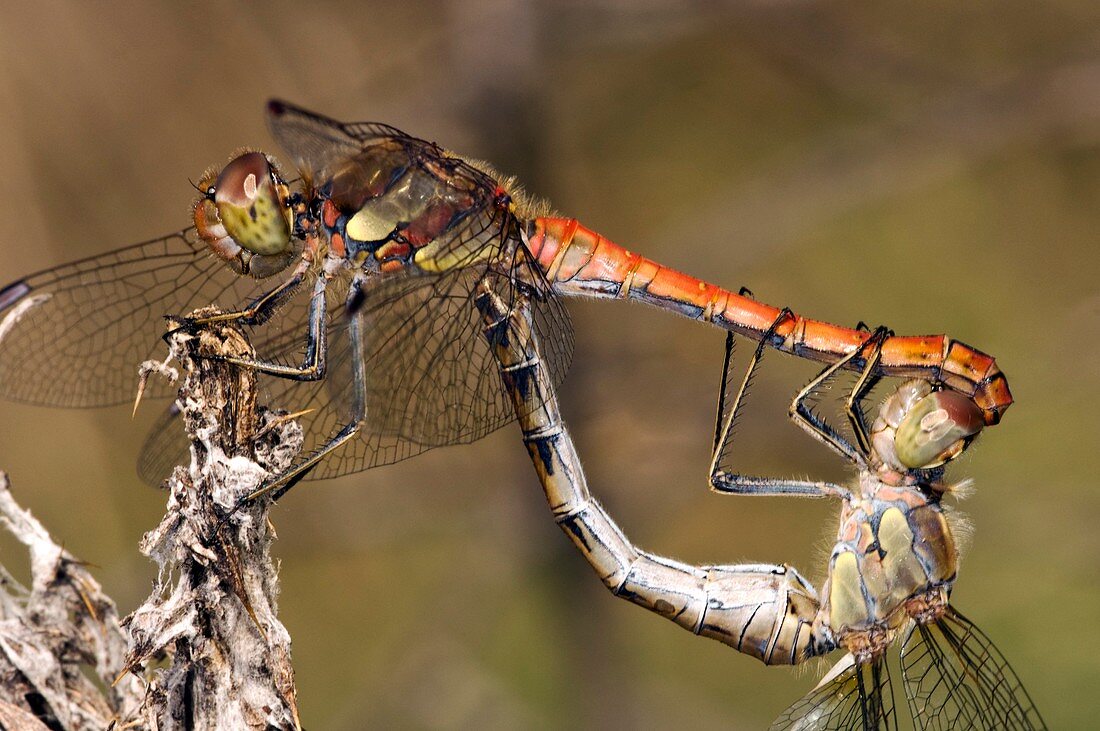 Ruddy darter dragonflies mating