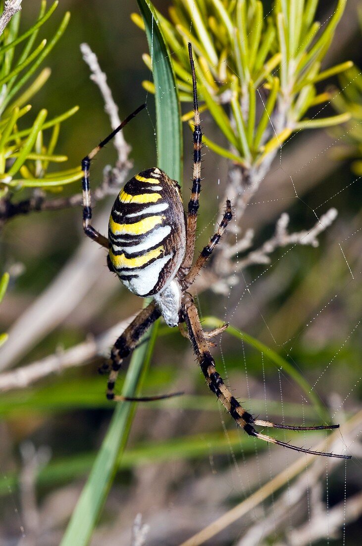 Wasp spider