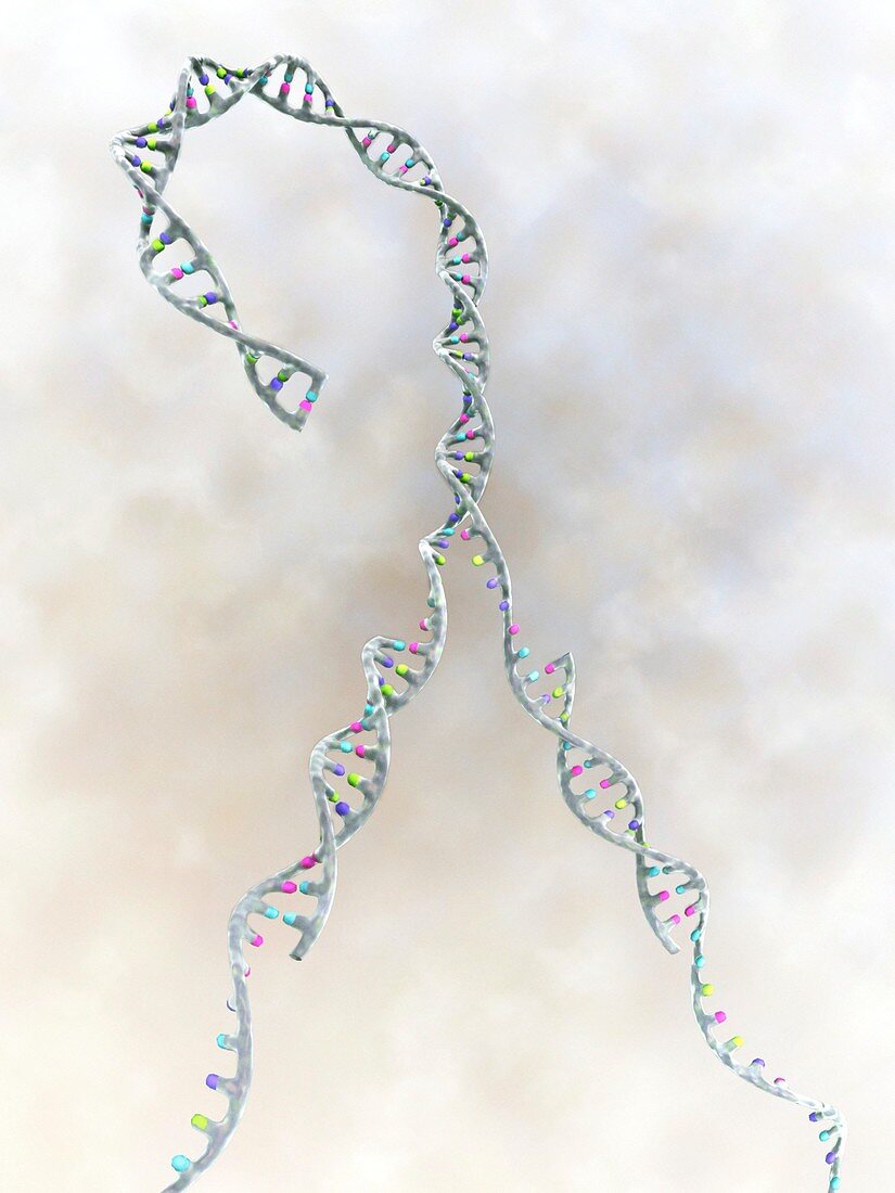 DNA replication,artwork