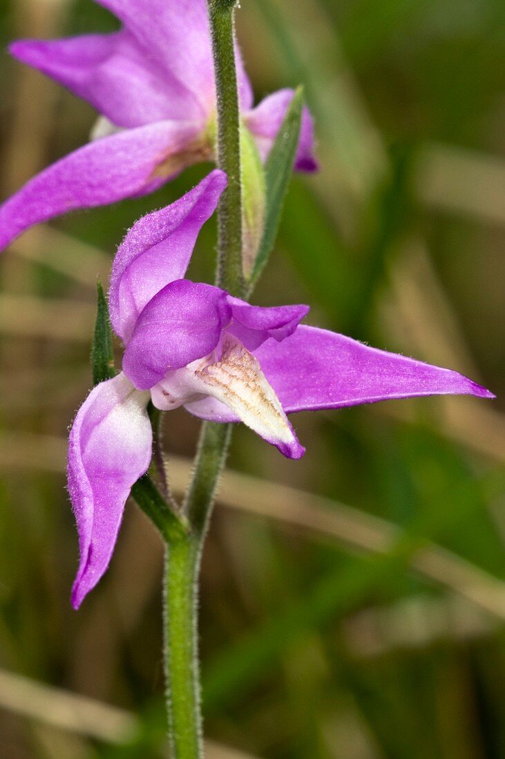 Red helleborine (Cephalanthera rubra)