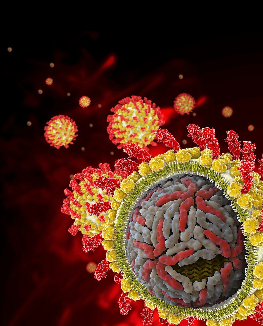 Hepatitis C viruses,molecular model