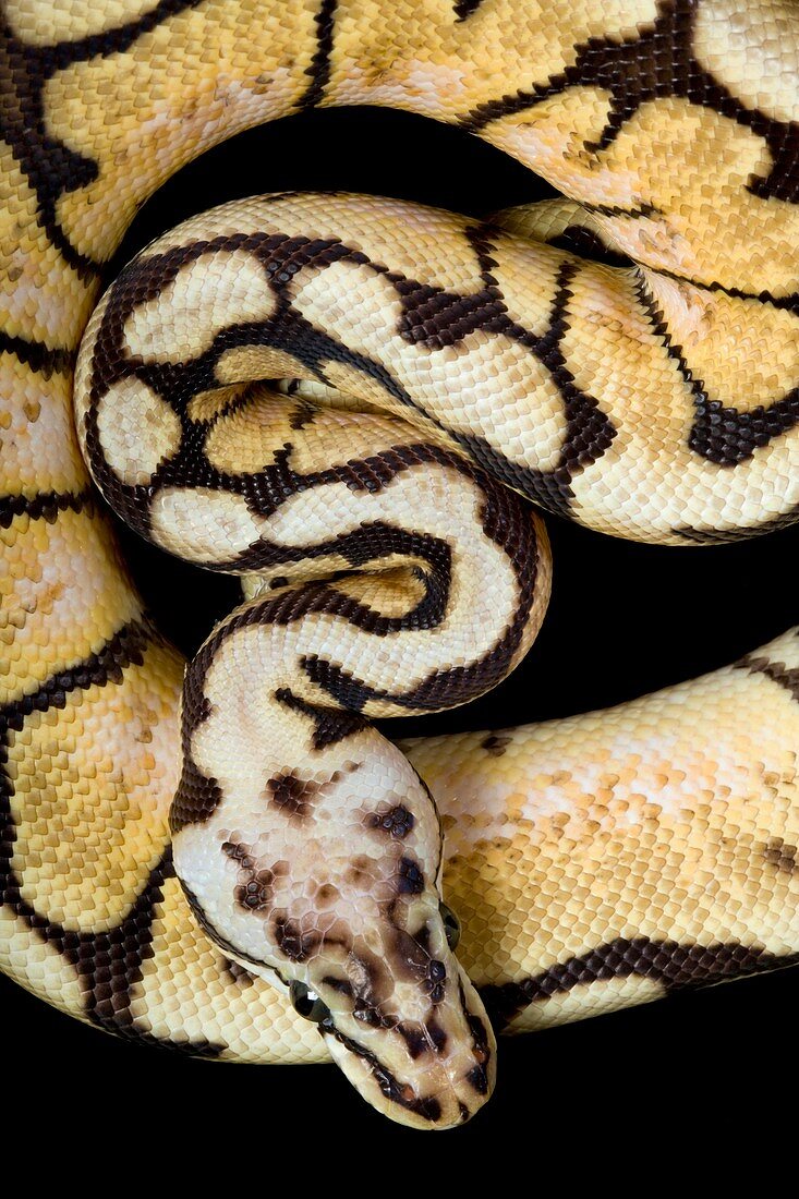 Pastel variant royal python