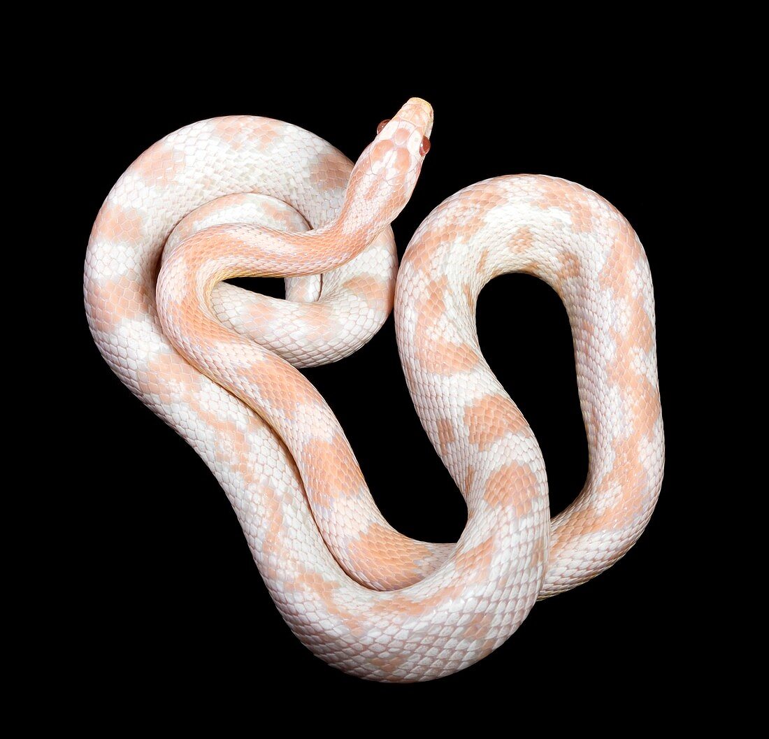 Albino corn snake