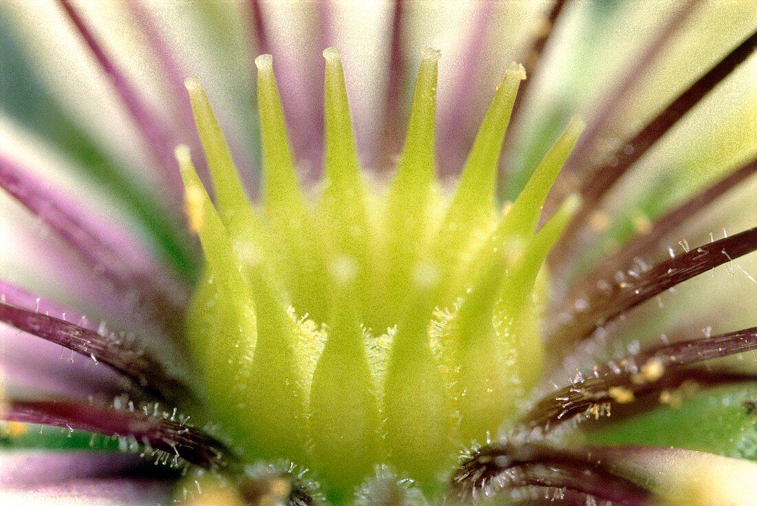 Sempervivum grandiflorum flower