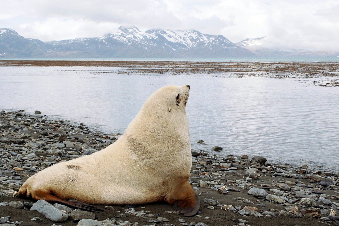 Antarctic fur seal blonde male