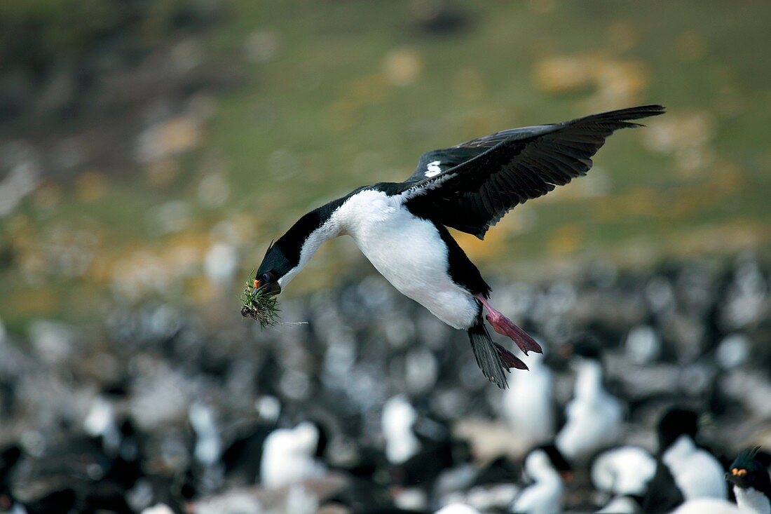 Imperial shag with nesting material