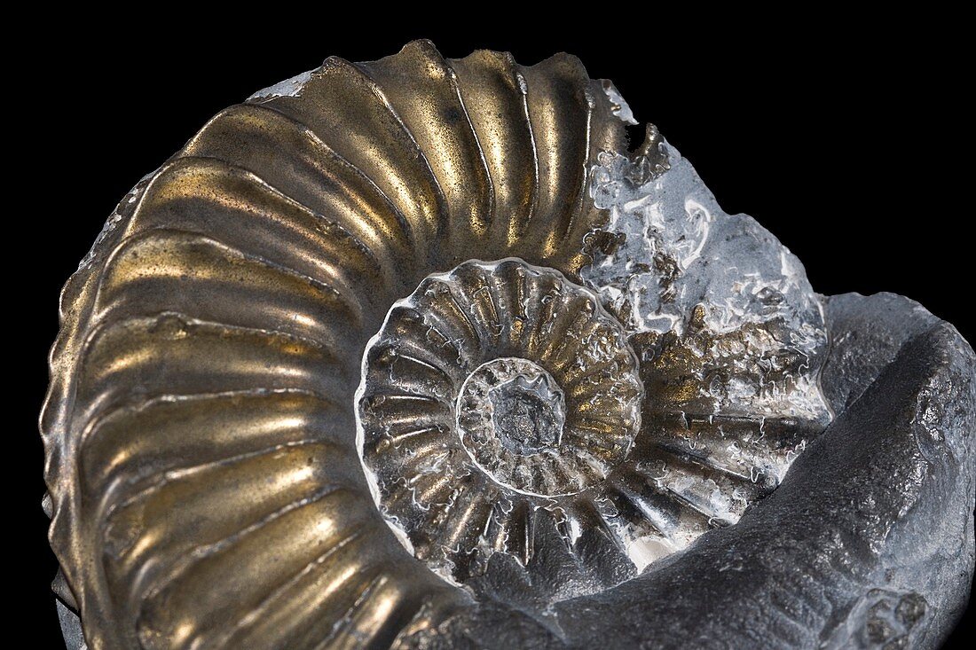 Pyritised Ammonite Fossil