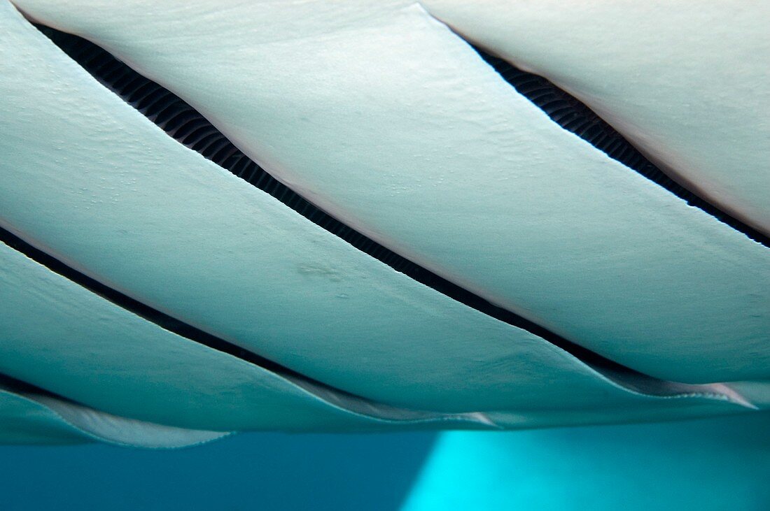 Manta ray gills