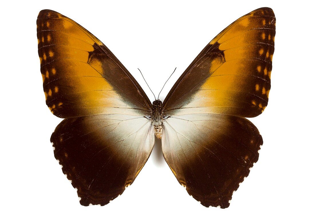 Male sunset morpho butterfly