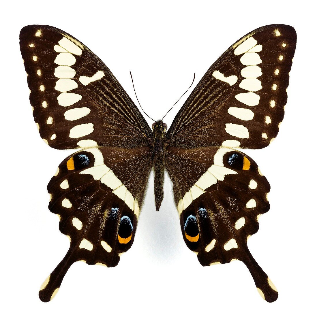 Emperor swallowtail butterfly