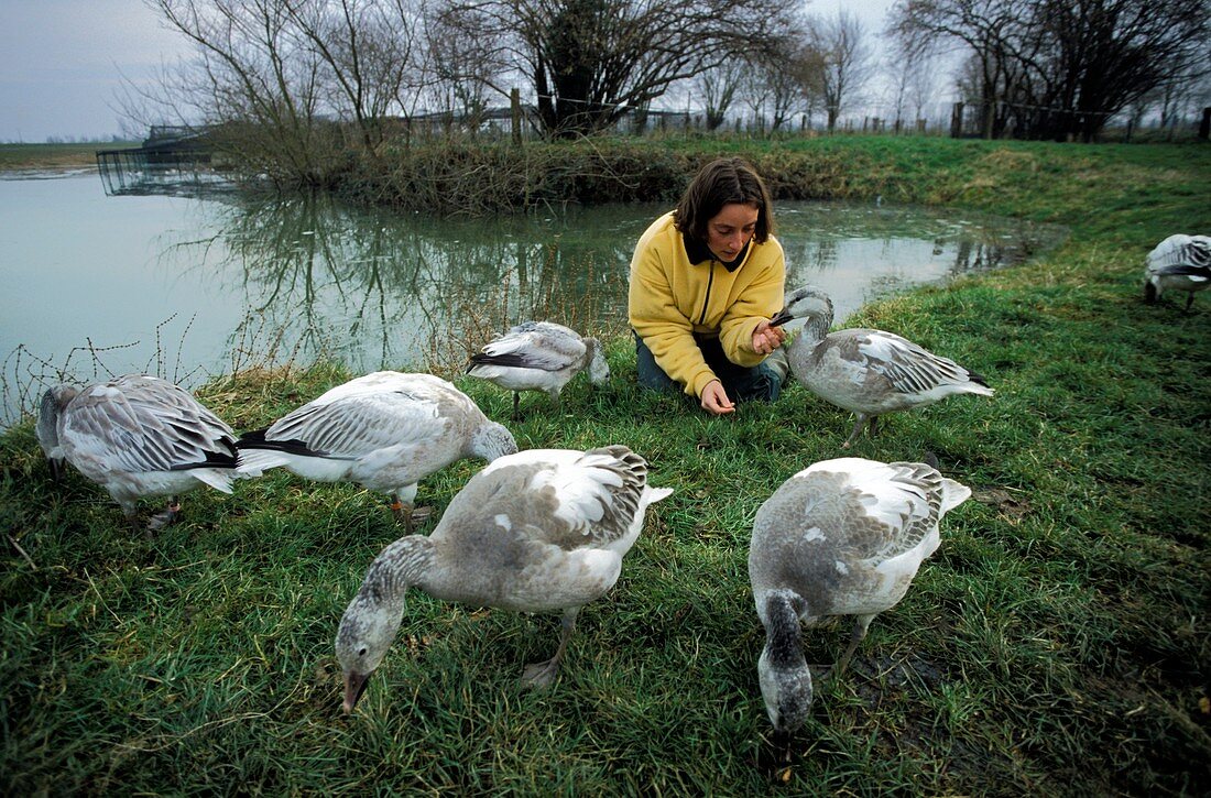 Carer with young snow geese