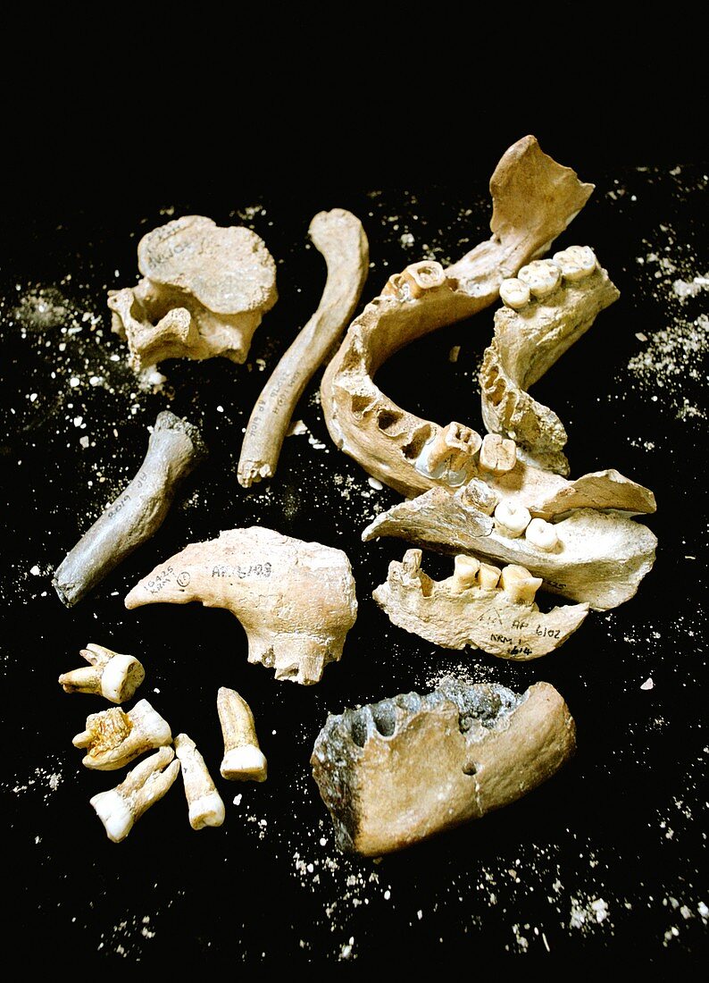 Fossilised prehistoric hominid remains