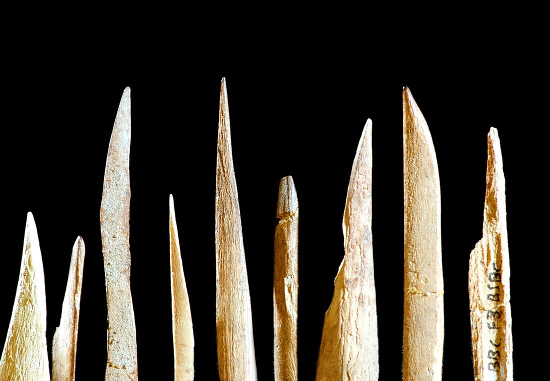 Stone Age sharpened bone fragments