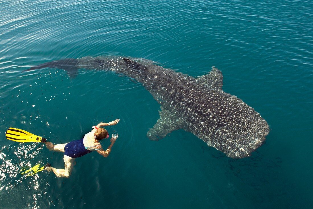 Whale shark and swimmer