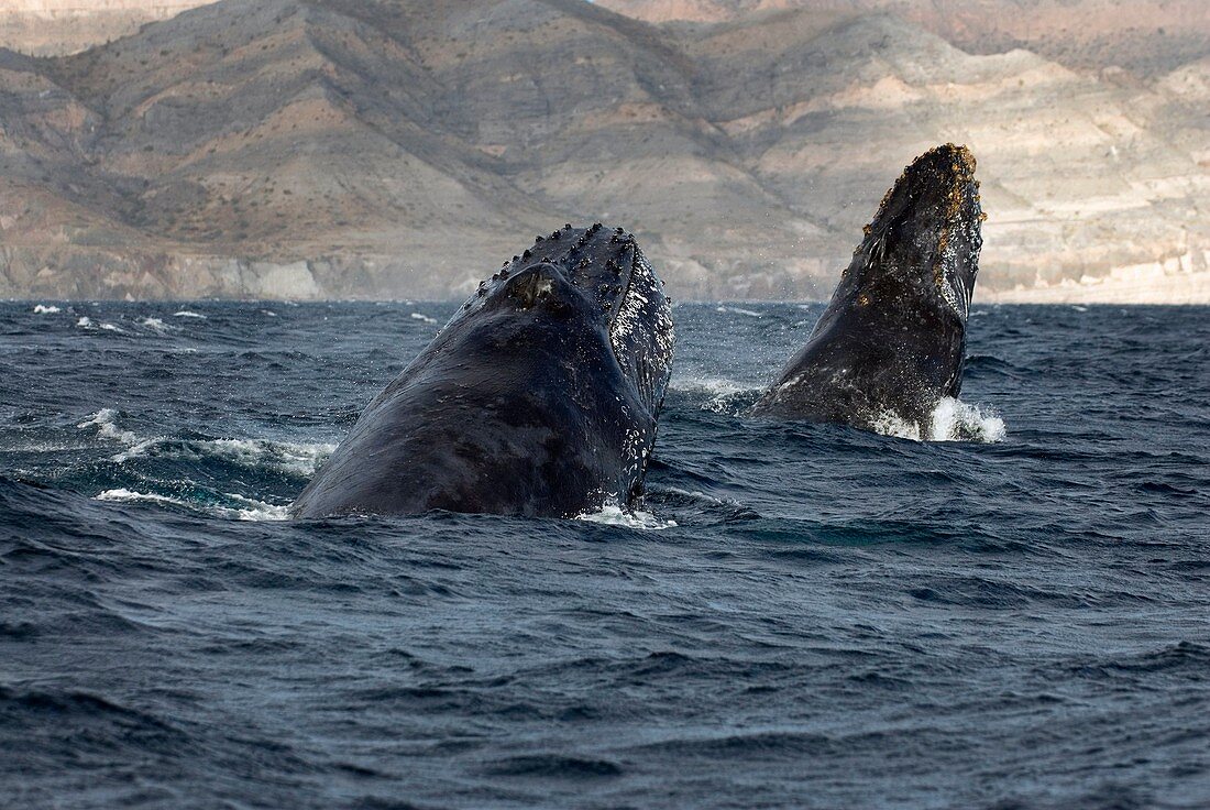 Humpback whales chasing each other