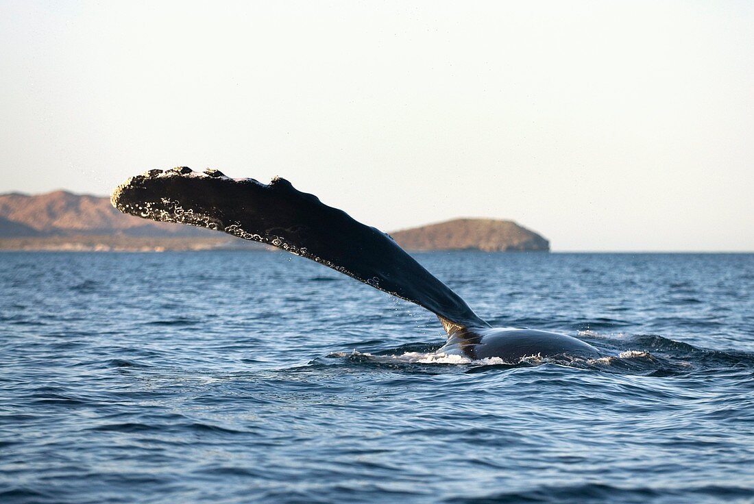 Humpback whale's flipper