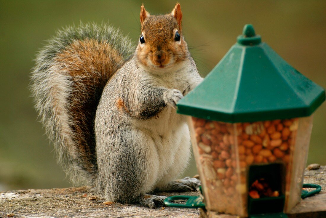 Grey squirrel beside feeder