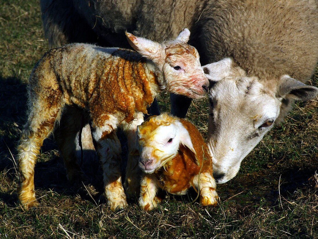 Ewe cleaning newborn lambs