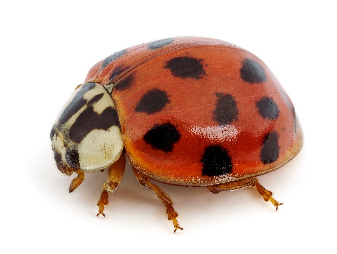 Harlequin ladybird