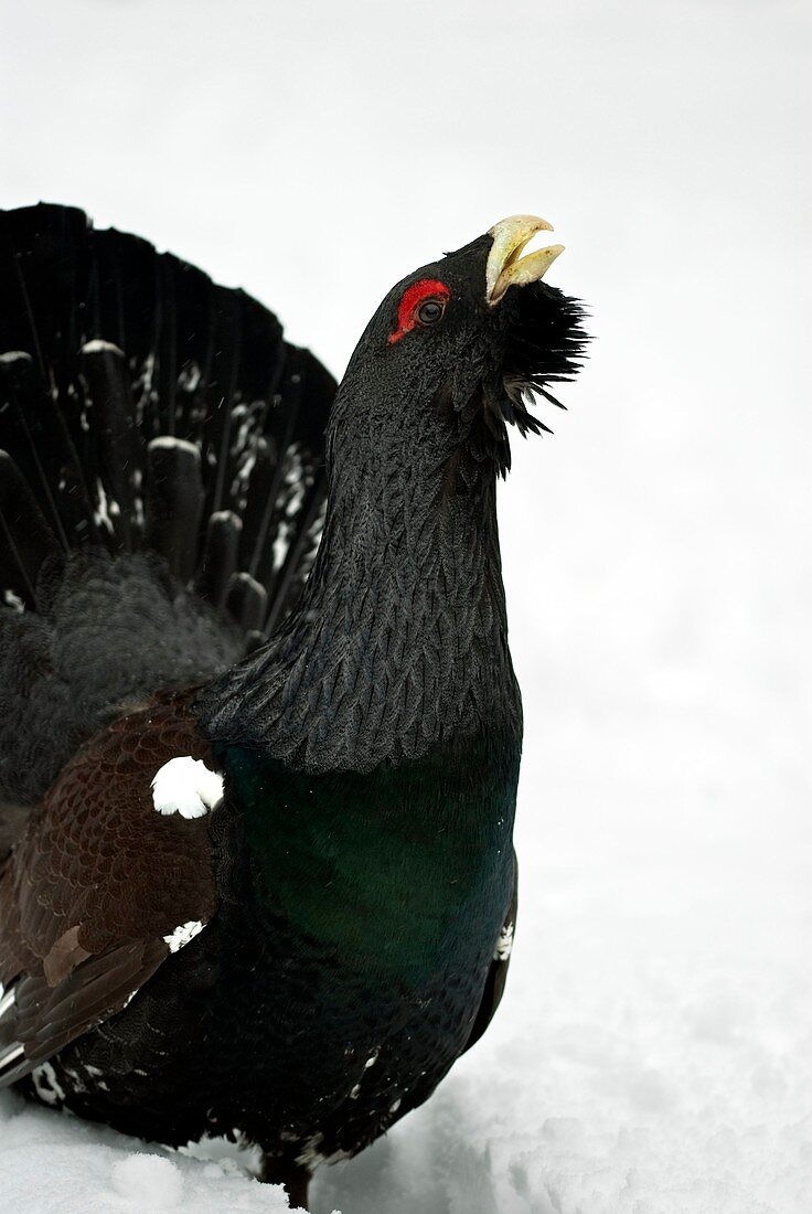 Male Capercaillie displaying