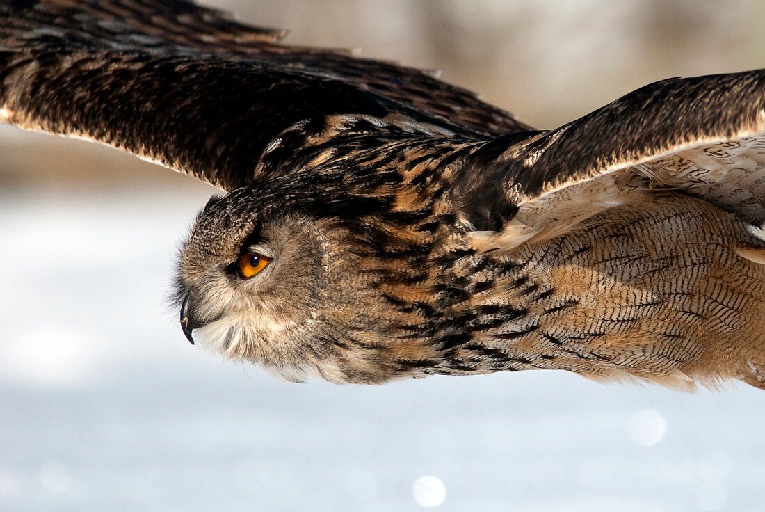 European eagle owl in flight