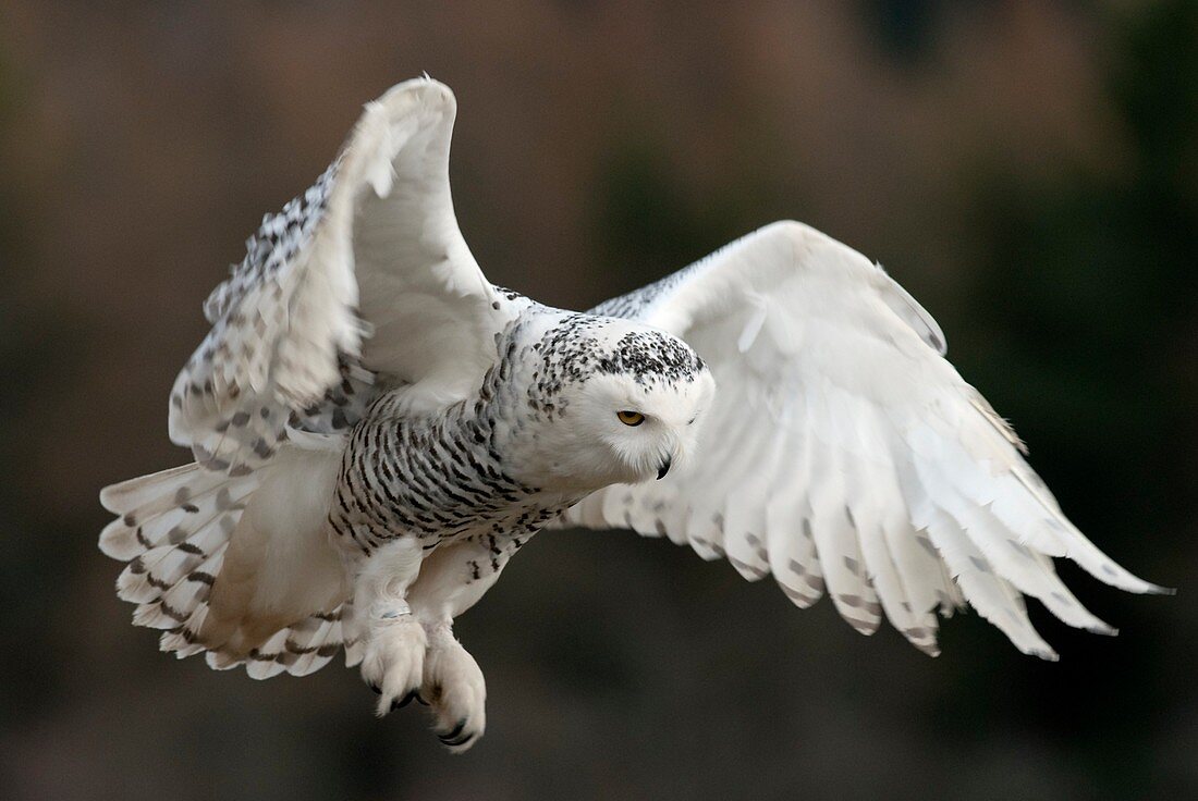 Snowy owl