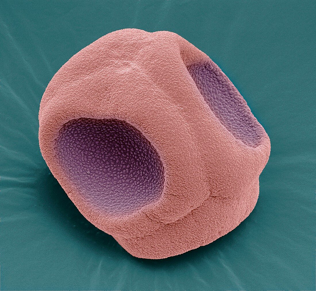 Periwinkle pollen,SEM