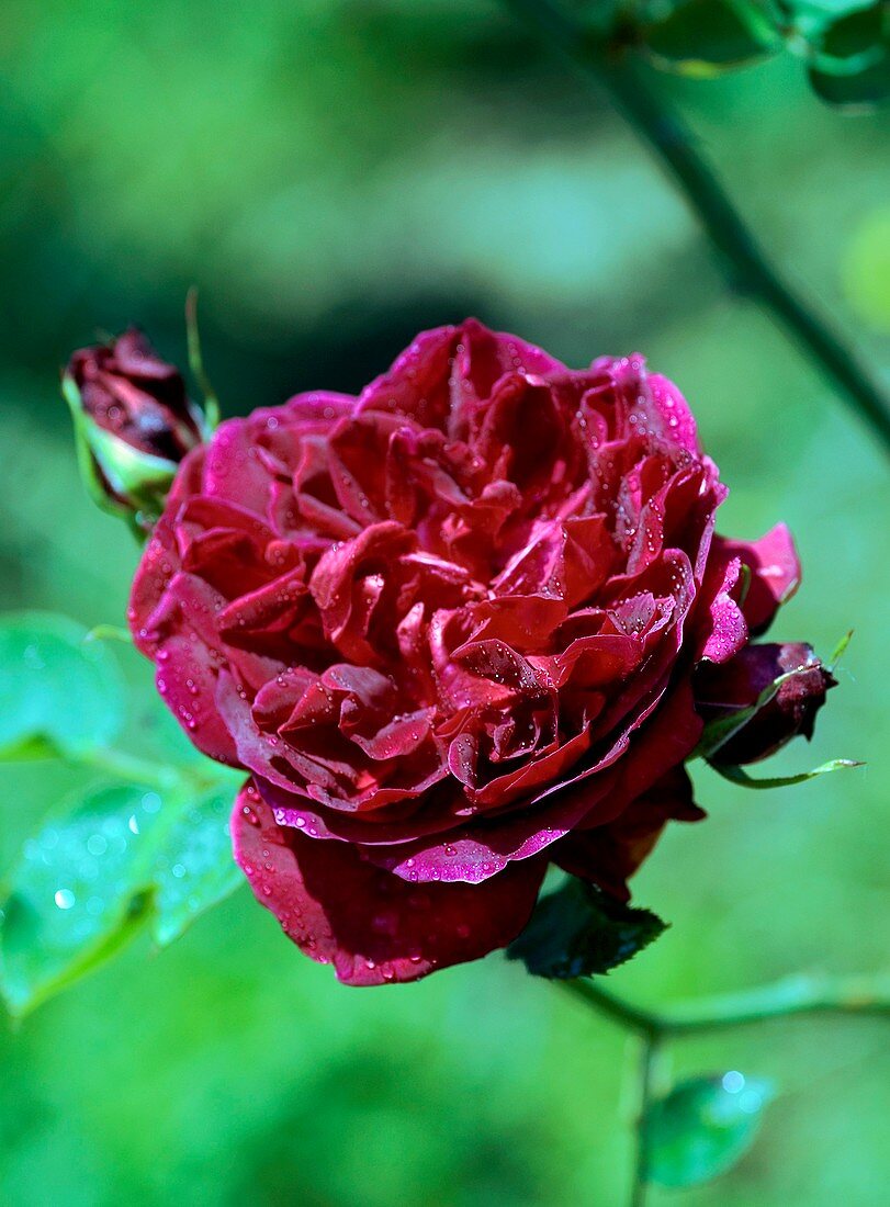 Rose (Rosa 'Chateau de Clos Voget')