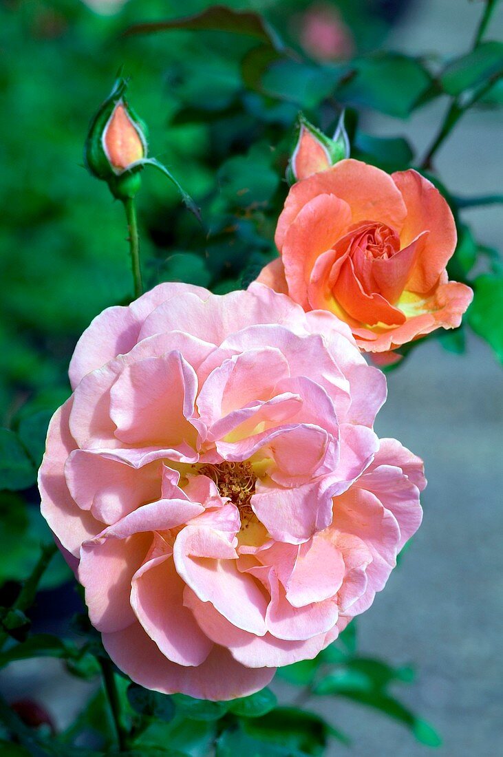 Rose (Rosa 'Francois Mauriac')