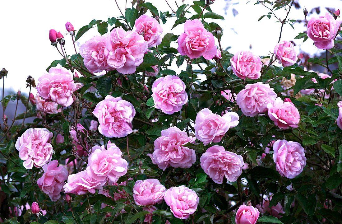 Rose (Rosa 'McClinton Tea')