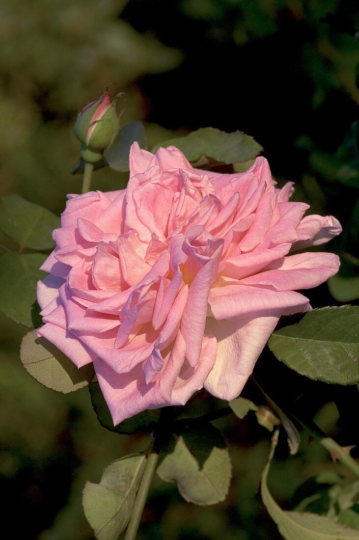 Rose (Rosa 'Mme Camille')