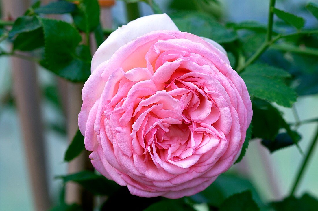 Rose (Rosa 'Pierre de Ronsard')