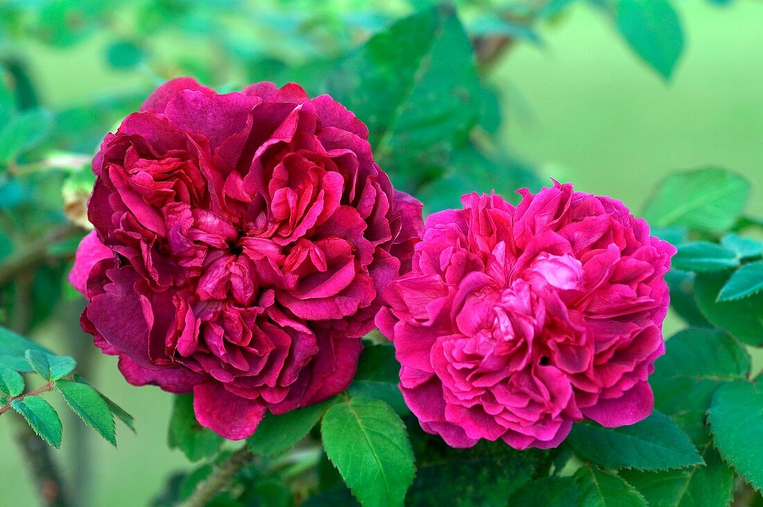 Rose (Rosa 'William Shakespeare')