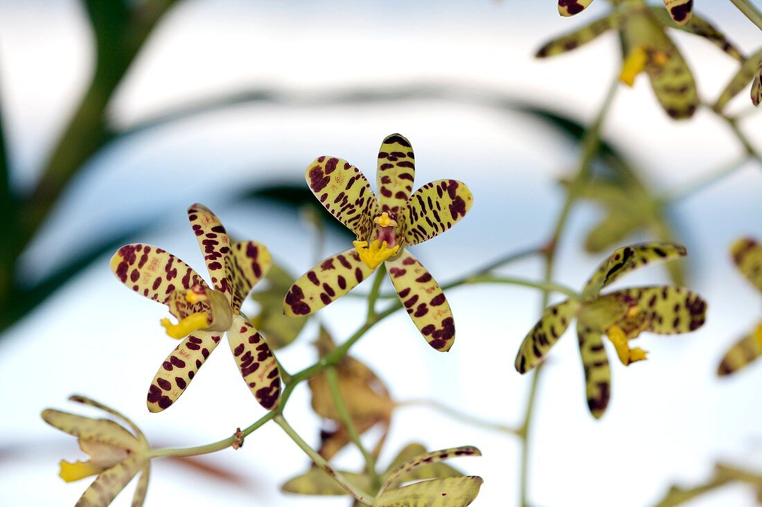 Leopard Orchid (Ansellia africana)