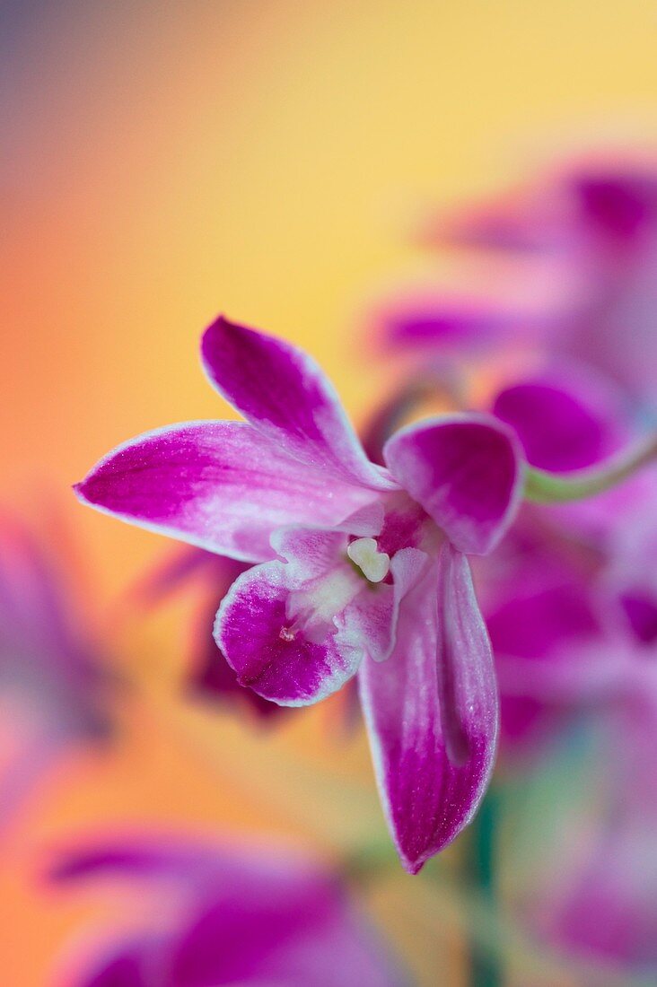 Orchid (Dendrobium kingianum)