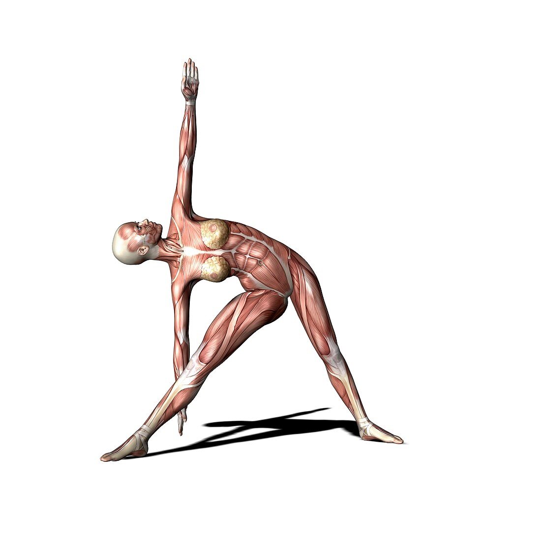 Female muscles,artwork