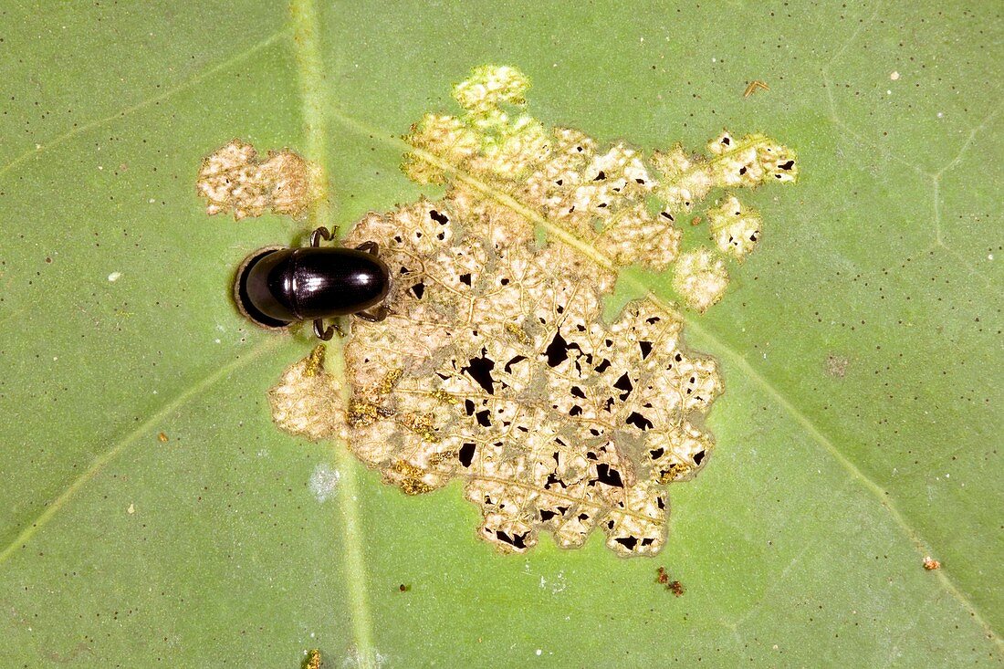 Tropical beetle eating a leaf
