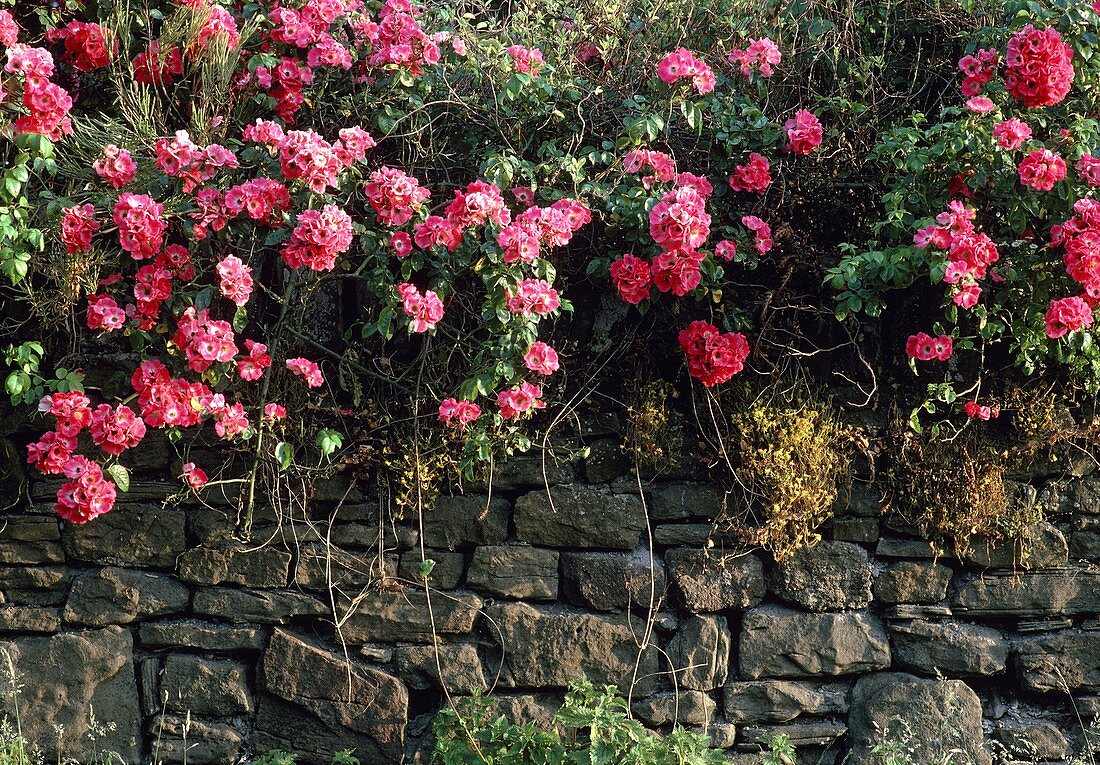 Climbing rose (Rosa sp.)