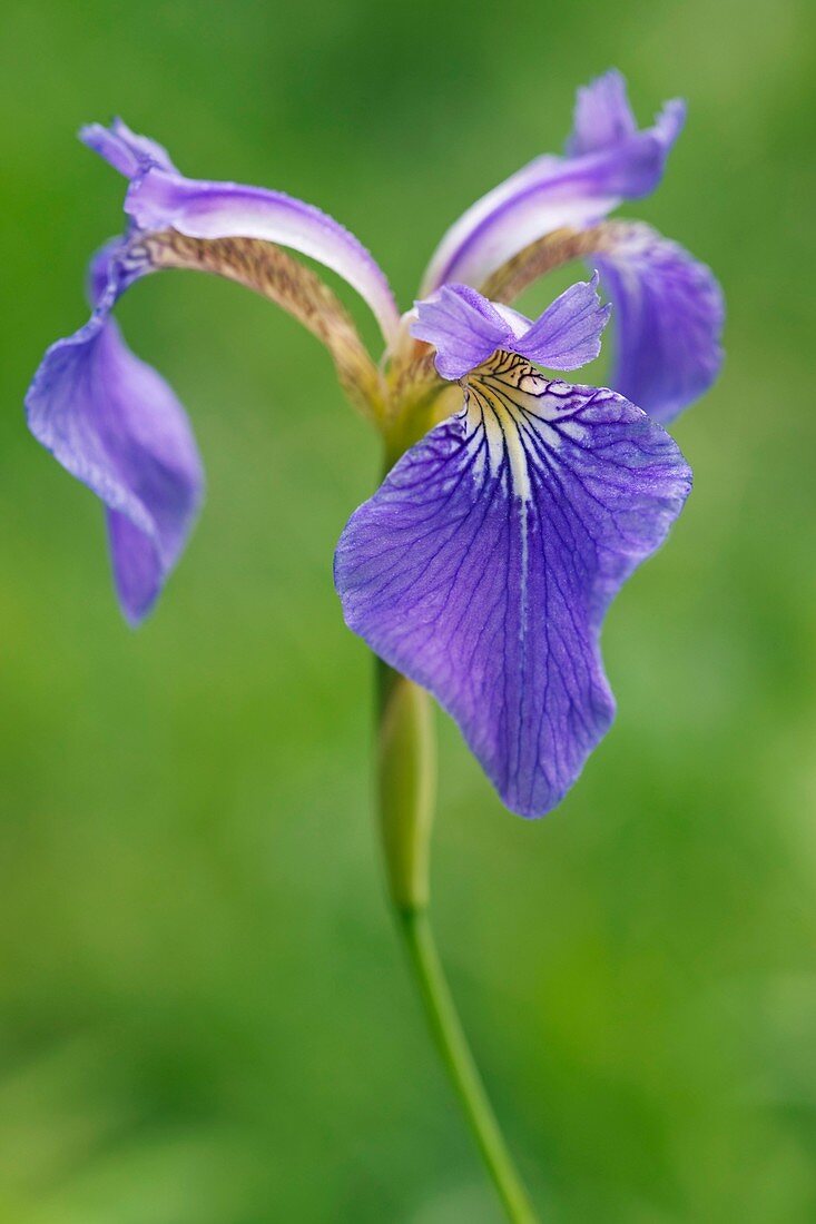 Blue Flag Iris (Iris setosa)