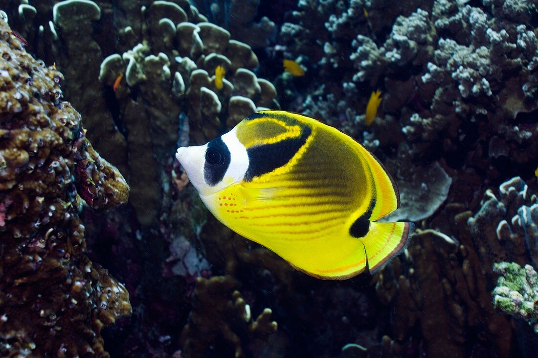 Racoon butterflyfish on a reef