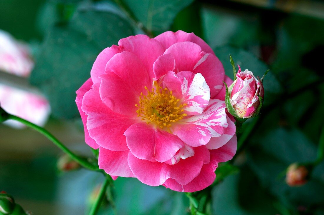 Rose (Rosa 'Calypso')