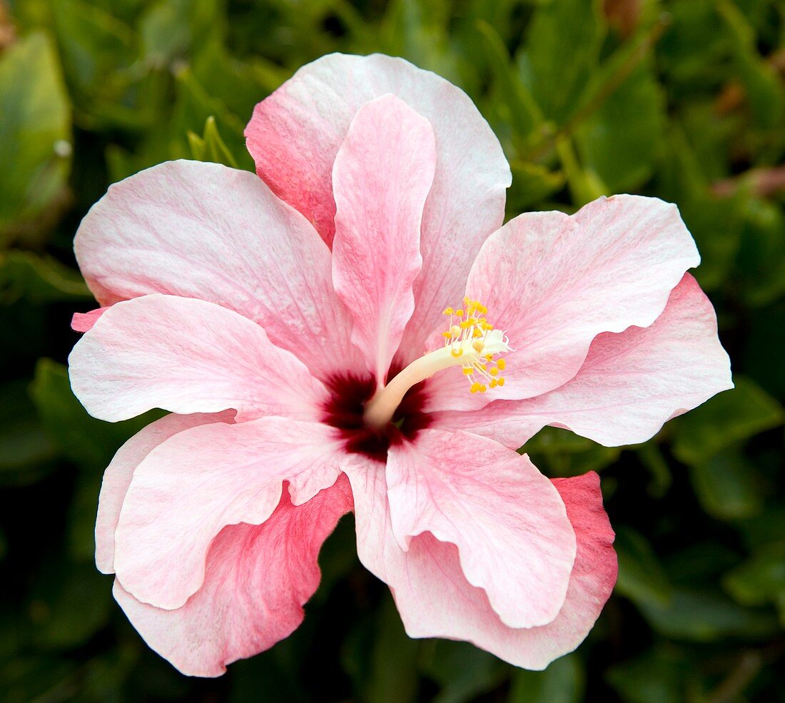 Chinese hibiscus (Hibiscus rosa sinensis)