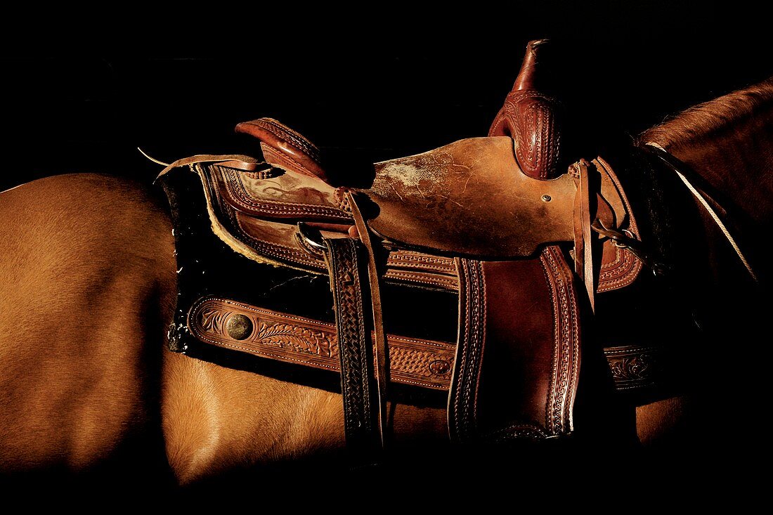 Horse's saddle