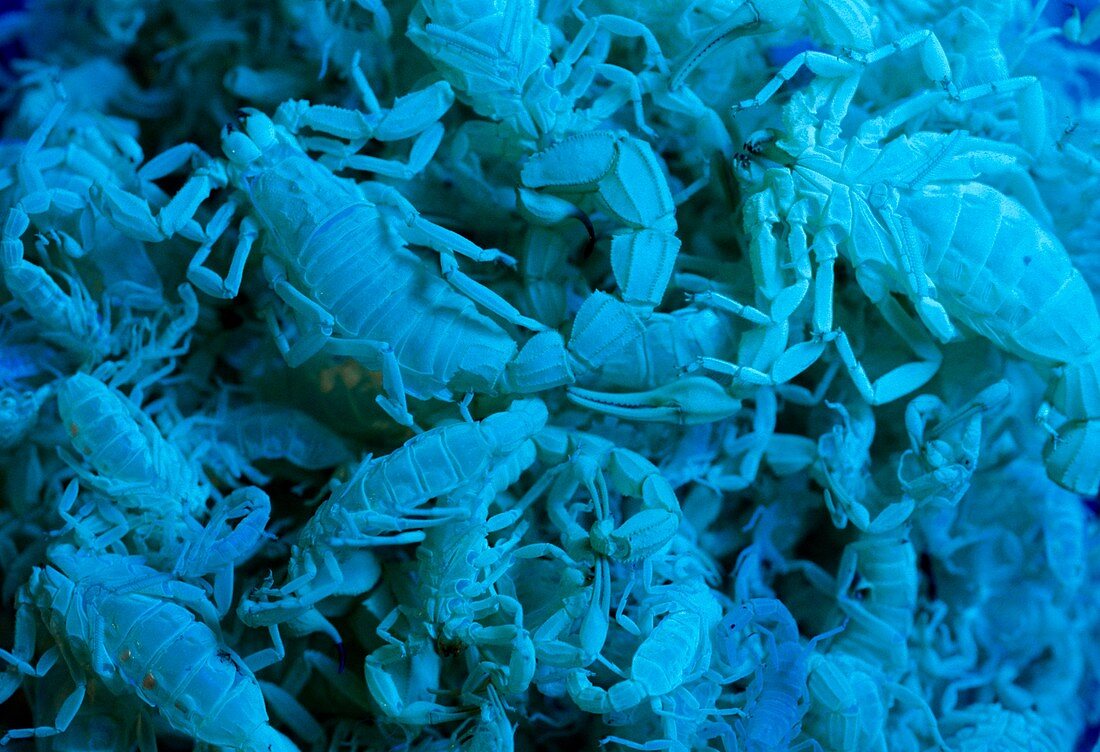 Scorpion moultings under UV light